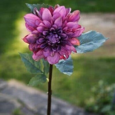 Faux Mauve Dahlia