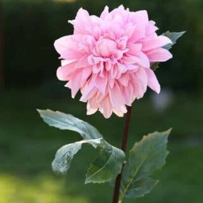 Light Pink Dahlia