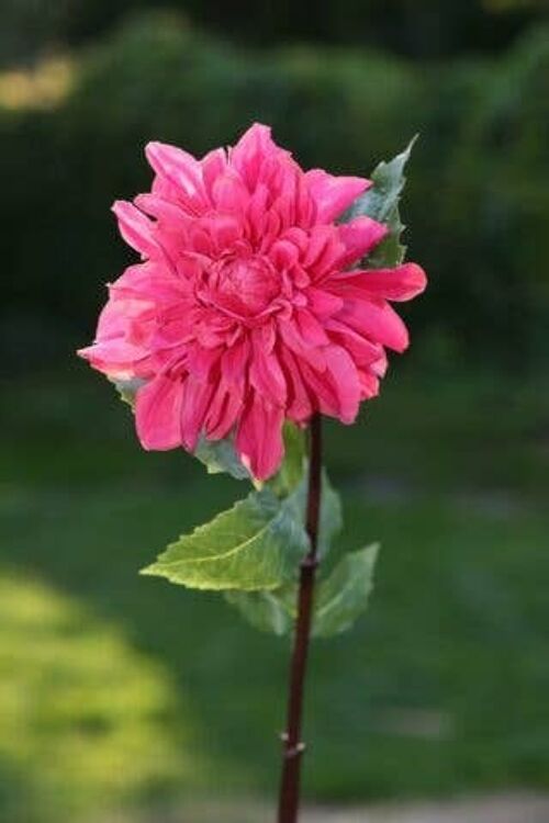 Dark Pink Dahlia