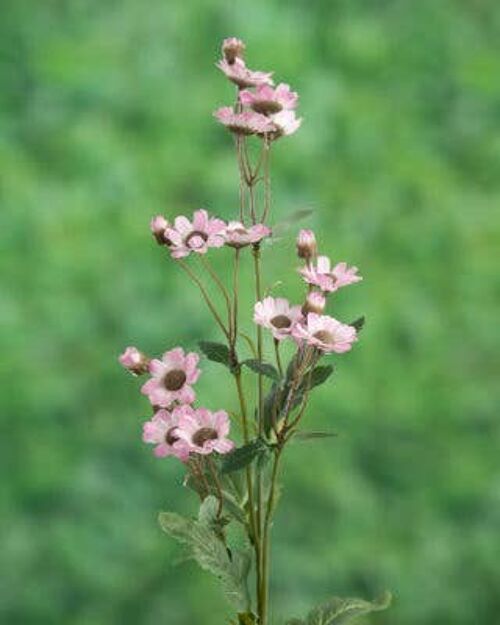 Pink Daisy