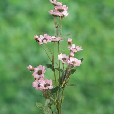 Rosa Gänseblümchen