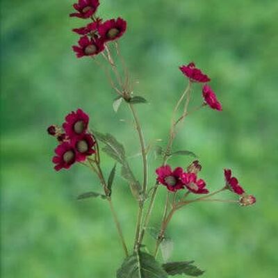 Rotes Gänseblümchen