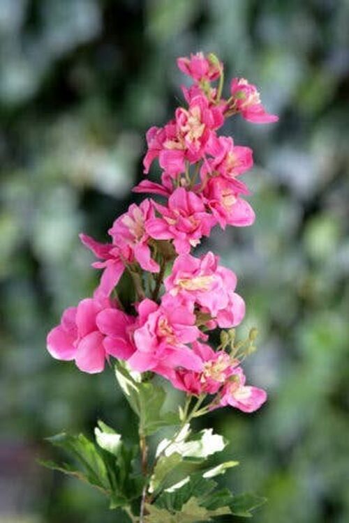 Pink Delphinium