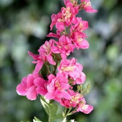 Pink Delphinium