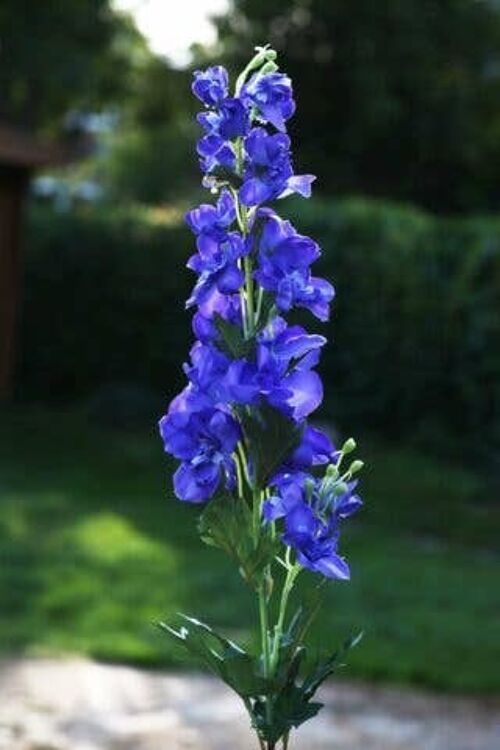 Purple Delphinium