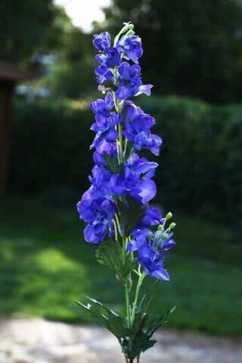 Delphinium violet