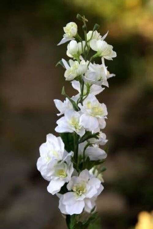 White Delphinium