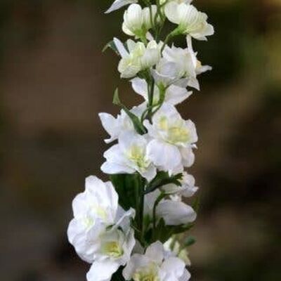 Delphinium blanc