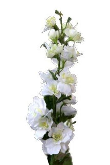 Delphinium blanc 2