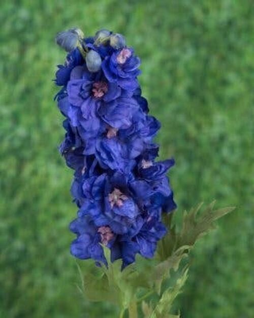 Dark Blue Double Delphinium