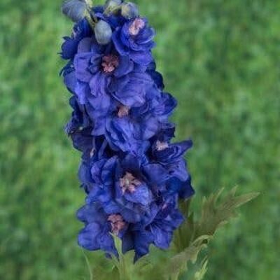 Dark Blue Double Delphinium