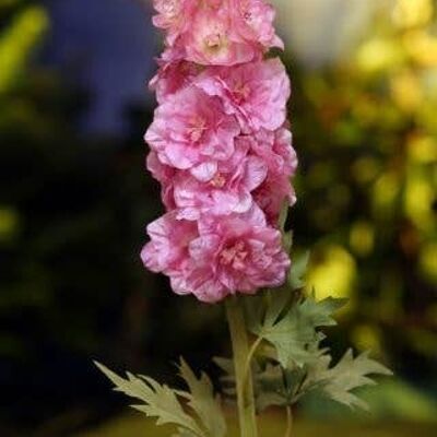 Delphinium rosa brillante doppio