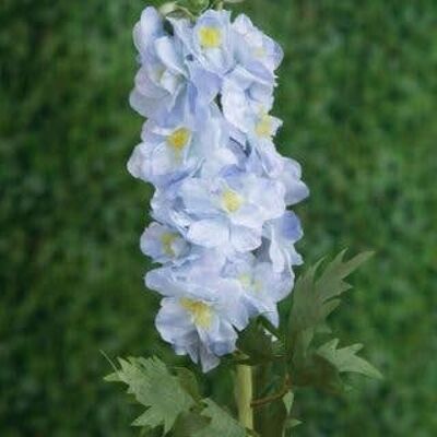 Delphinium doble azul claro