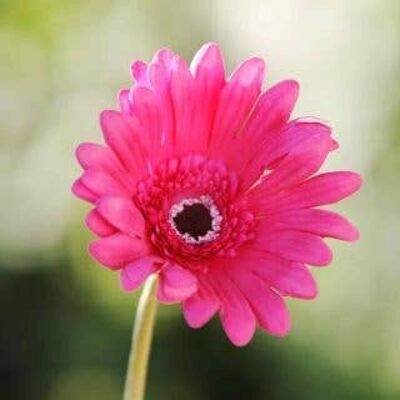 Gerbera rose foncé