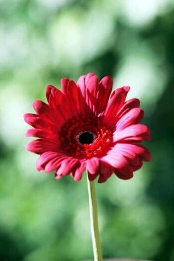 Gerbera rouge 1