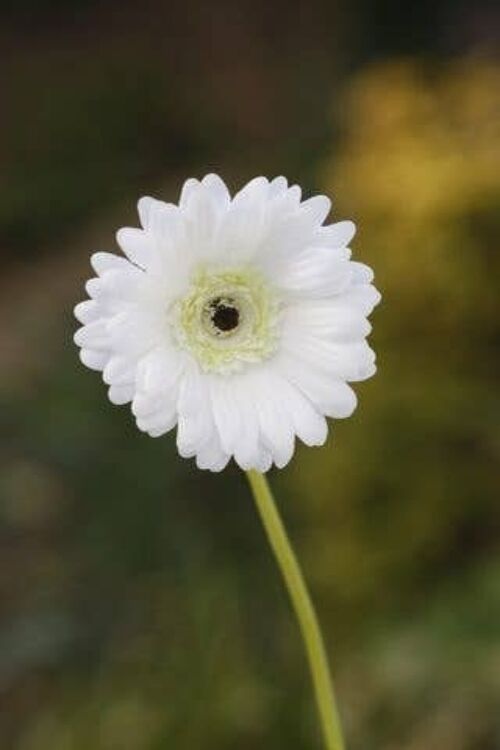 White Gerbera