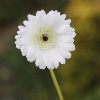 White Gerbera