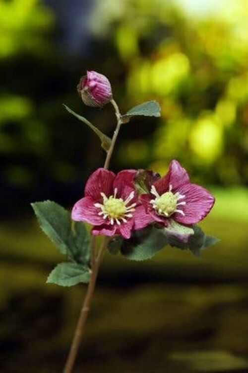 Faux Dark Pink Hellebores