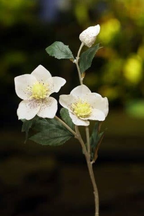 Faux White Hellebores