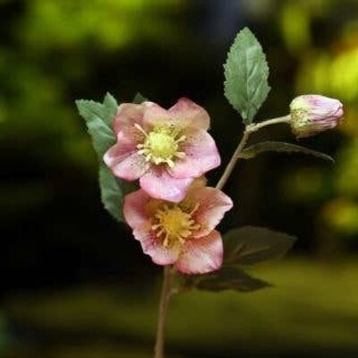 Faux Pale Pink Hellebores