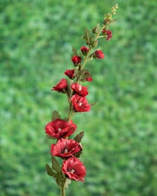 Faux Red Hollyhock