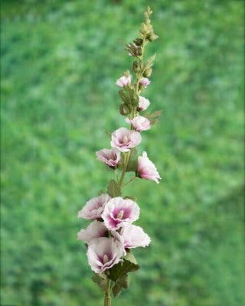 Faux Lilac Hollyhock