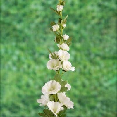 White Hollyhock