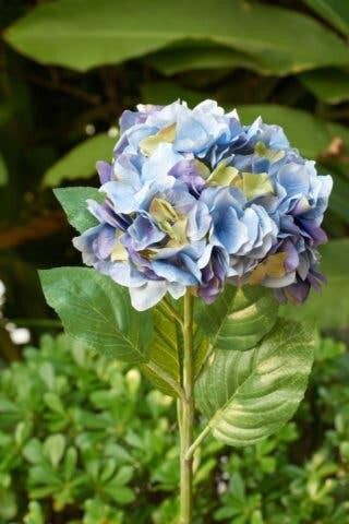 Hortensia bleu/mauve