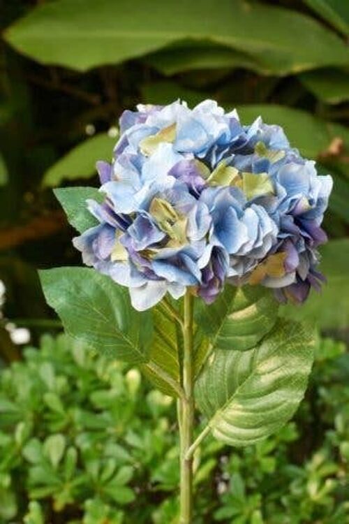 Blue/Mauve Hydrangea
