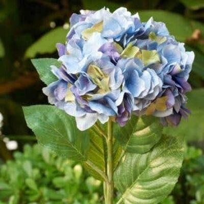 Hortensia azul/malva