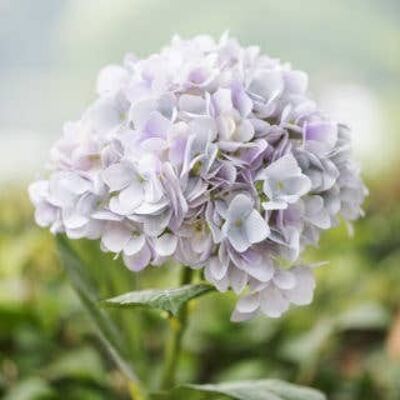Hortensia lilas pâle
