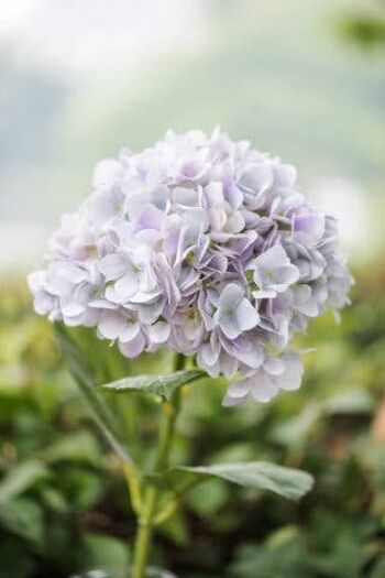 Hortensia lilas pâle
