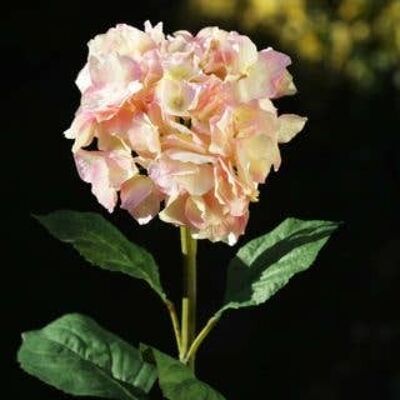 Hortensia rosa claro