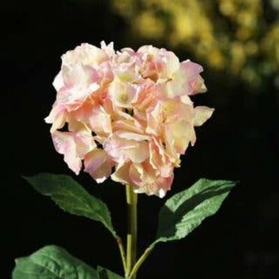 Hortensia rosa claro