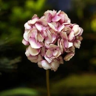 Tige courte d'hortensia Shaded Pinks