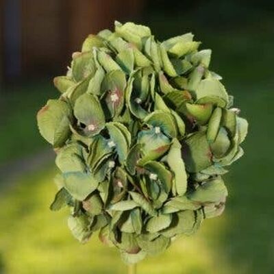 Tige courte d'hortensia vert foncé