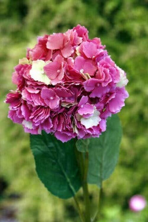 Dark Pink Hydrangea