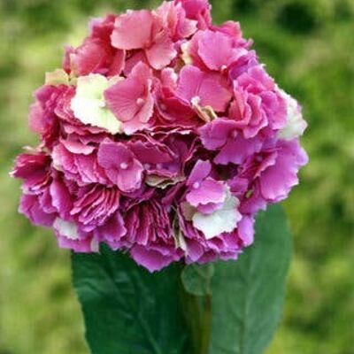 Hortensia rosa oscuro
