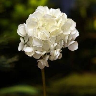 Hortensia blanc à tige courte
