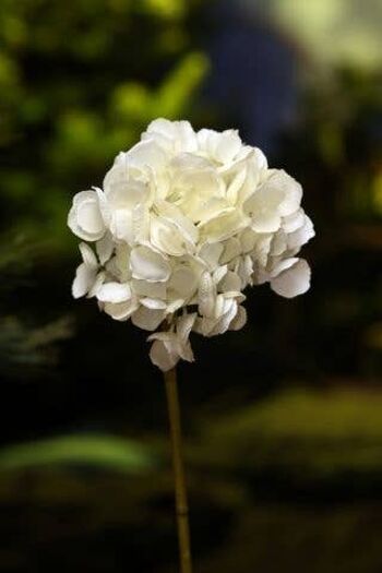 Hortensia blanc à tige courte 1