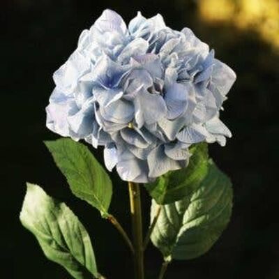 Hortensia azul claro