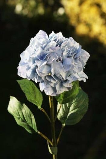Hortensia bleu clair