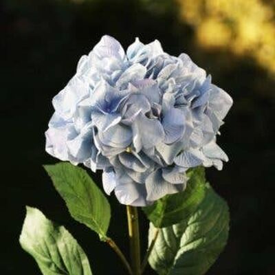 Hortensia bleu clair