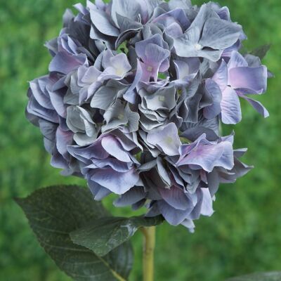 Hortensia azul oscuro