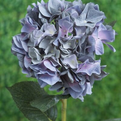 Hortensia azul oscuro