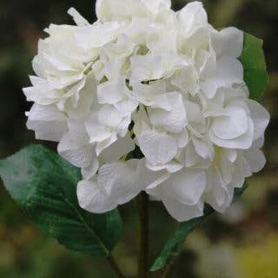 hortensia blanca