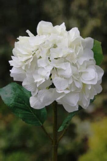 Hortensia blanc