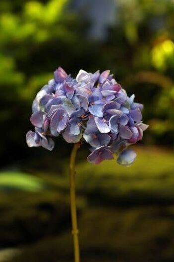 Hortensia violet à tige courte 1