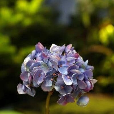 Tige courte d'hortensia violet