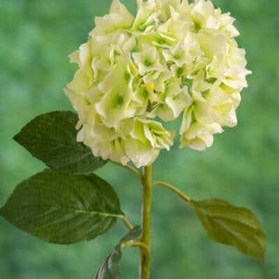 Light Green Hydrangea